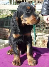 Lefty-Majestic