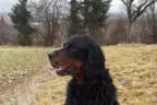 BLACK DEVIL'S ROMEO Bild 0
