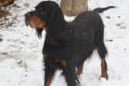 BLACK DEVIL´S XOPHIE Bild 3