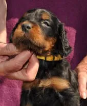 Nach 5  Wochen - Hündin gelb