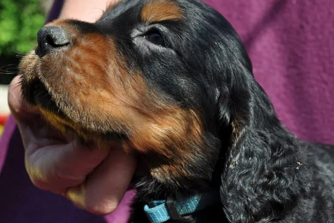 Nach 5  Wochen - Rüde hellblau - Kenzo