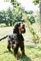 2013-Fressnapf-Gordon-Setter-Shizu-032-683x1024.jpg