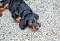 2013-Fressnapf-Gordon-Setter-Shizu-035-1024x683.jpg