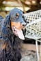 2013-Fressnapf-Gordon-Setter-Shizu-091-683x1024.jpg