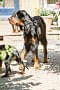 2013-Fressnapf-Gordon-Setter-Shizu-092-683x1024.jpg