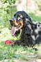 2013-Fressnapf-Gordon-Setter-Shizu-104-683x1024.jpg