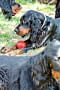 2013-Fressnapf-Gordon-Setter-Shizu-108-683x1024.jpg