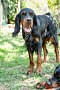 2013-Fressnapf-Gordon-Setter-Shizu-109-683x1024.jpg