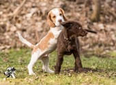 Hundepark-Birk