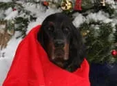 Weihnachtsgruss