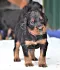 1_dsc_0027_16rosa_schwarz.jpg