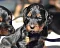 1_dsc_0032_16grn.jpg