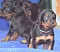 1_dsc_0036_9blaurosa.jpg