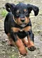 1_dsc_0054_20rosaschw.jpg