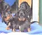 1_dsc_0065_13lila_blaubunt_und.jpg