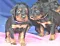 1_dsc_0068_10lila.jpg