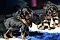 1_dsc_0085_12blaubunt_und_gelb.jpg