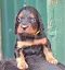 1_dsc_0098_4gelb.jpg