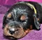 2_dsc_0015_30gelb.jpg