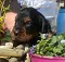 bbb6022beeda4453b9bac208362d5c5b_1.jpeg