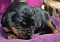 dsc_0003_8olive.jpg