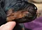 dsc_0009_30olive.jpg