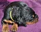 dsc_0011_24gelb.jpg