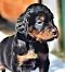 dsc_0018_17grn.jpg