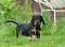 dsc_0018_23gelb.jpg