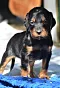 dsc_0020_19grn.jpg