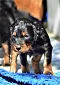 dsc_0024_15grn.jpg
