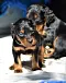 dsc_0027_18grnbunt.jpg