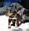 dsc_0028_17grnbunt.jpg
