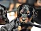 dsc_0031_16grn_.jpg