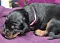 dsc_0033_7pink.jpg