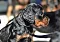 dsc_0035_17grn.jpg