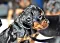dsc_0037_16grn.jpg