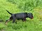 dsc_0039_22grn.jpg