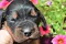 dsc_0040_23pink.jpg