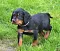 dsc_0041_23rosaschw.jpg