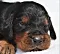 dsc_0042_10rde_lila.jpg