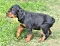 dsc_0044_22rosaschw.jpg