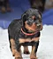 dsc_0045_16rot.jpg
