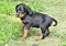 dsc_0045_24rosaschw.jpg