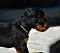dsc_0050_11grnbunt.jpg