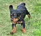 dsc_0056_14rosaschw.jpg