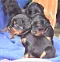 dsc_0064_13lila_blaurosa.jpg