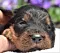 dsc_0068_5gelb.jpg
