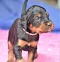 dsc_0077_9rosaschwarz.jpg