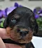dsc_0094_2grnbunt.jpg